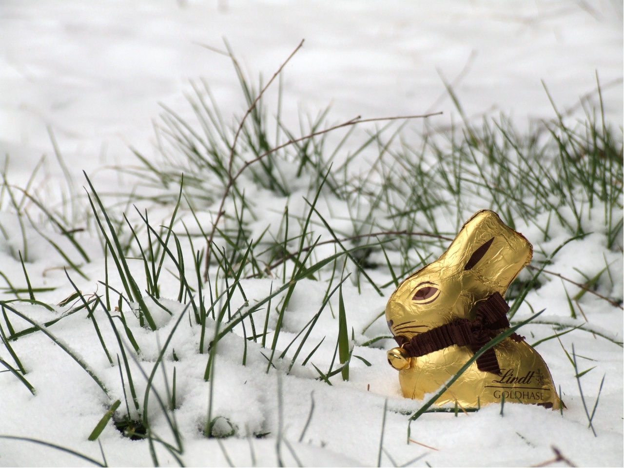 Goldhase im Schnee